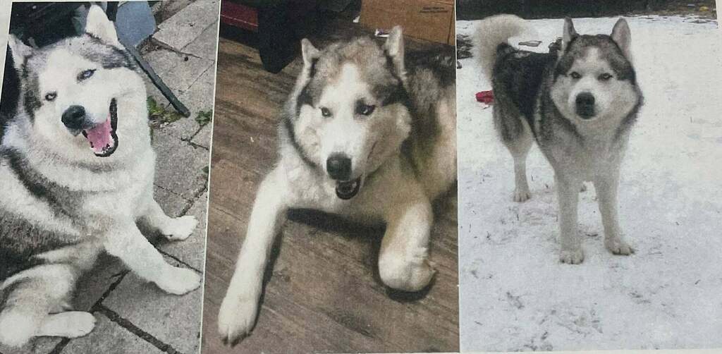 LostDogsIL's tweet photo. #LOSTDOG #OlympiaFields #IL (Lincoln Hwy and Western) Near Walmart. #SirBenjamin Male Husky Black/White/Tan or Cream. Do not call or chase Sir Benjamin #CookCounty 60461. Missing 12-21-2021
CONTACT Main Phone: 414-733-6569 Second Phone: 414-517-0823
Email: fc76dbae@contact.… https://t.co/YL32sTuV0c