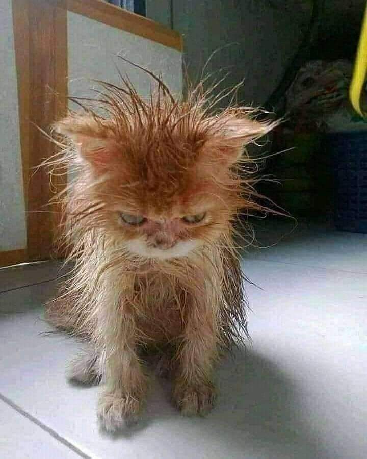 petsfess's tweet photo. good meowning, jangan lupa mandi😽 kcg!  https://t.co/aJ8Km16RTD