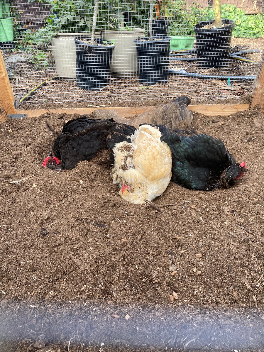 CMF95's tweet photo. We were recently adopted by a cat, bringing our animal count to 9 (2, dogs, a cat, 6 chickens). Poor bella. https://t.co/T4X0h7TIBH