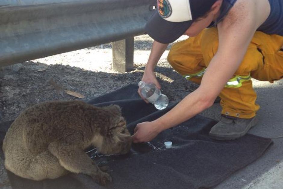 Animalspet8's tweet image. Koalas: Mass deaths in Victoria bring animal cruelty charges

cutt.ly/uUoG1hr
