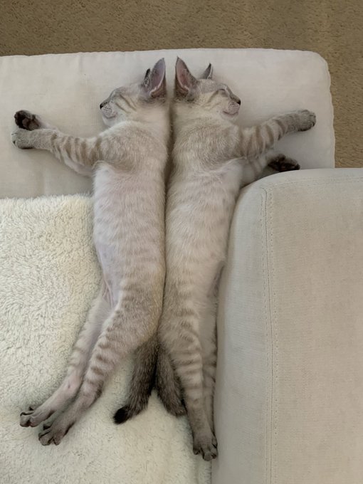 背中あわせで眠る子猫たちが 左右対称のポーズに さすが兄妹 アイドルデビュー出来そう の声 ねとらぼ
