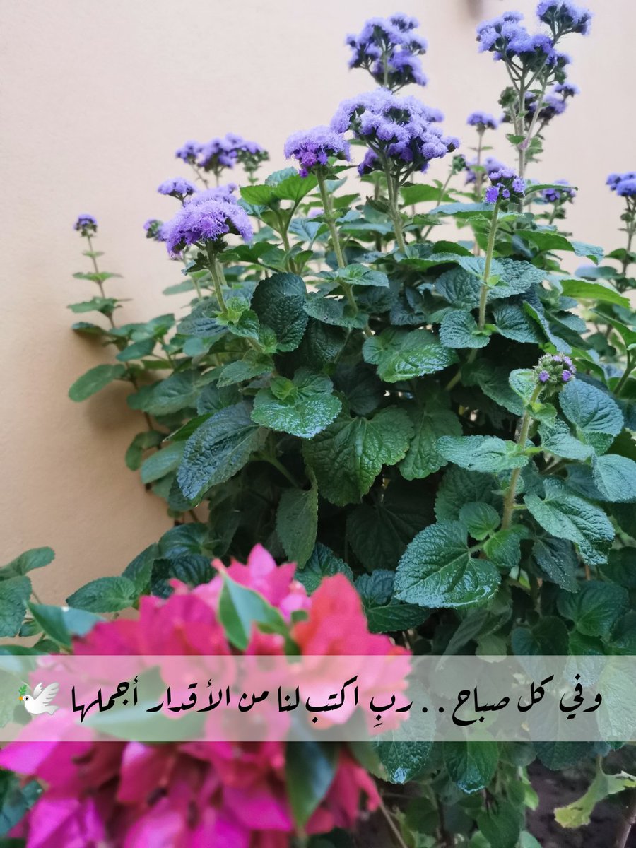 الأسيرة tweet media