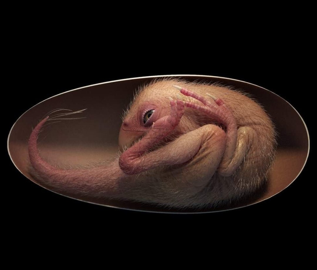 Fastestnewsnepl's tweet photo. Scientists have announced the discovery of a perfectly preserved dinosaur embryo that was preparing to hatch from its egg, just like a chicken. Source: BBC News https://t.co/jJCfpNSJJI
