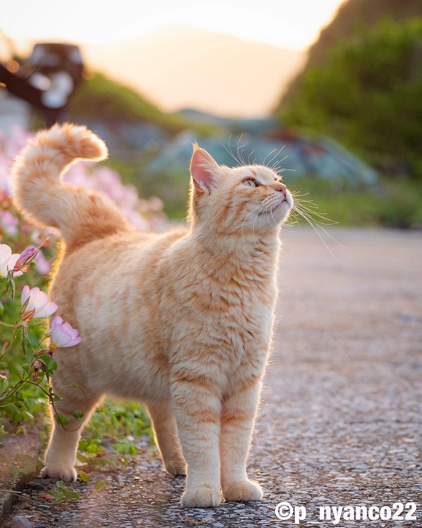 カレンソロジー　77circa　キャット　猫　T 77circa×Curensology別注アイテム | Blog | ELEMENT RULE