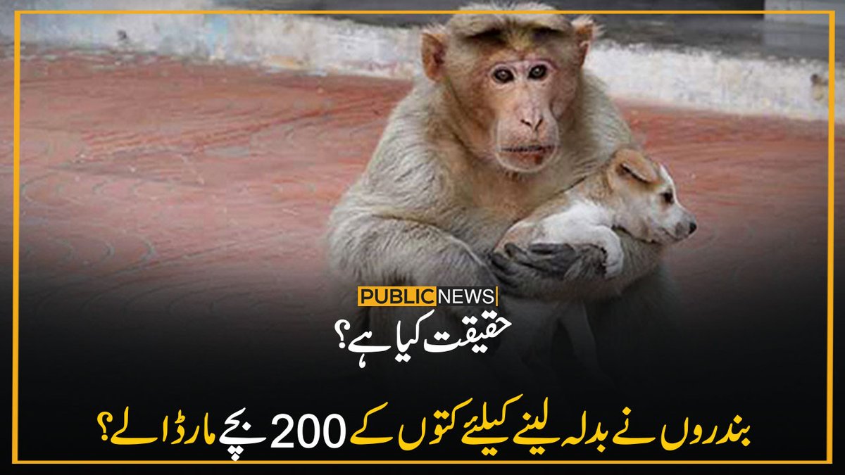 PublicNews_Com's tweet photo. بندر کتے کے بچوں کو اٹھا کر لے جاتے تھے۔ واقعات میں آئے روز اضافہ ہوتا رہا، جس نے لوگوں میں خوف وہراس پھیلا دیا۔

خبر کا لنک:https://t.co/0L1WP2bxdp
مزید پڑھیں:https://t.co/M9FSmIAKsT

#MonkeyvsDog #dogs #Weird #India #PublicNews @wti_org_india https://t.co/NP0lfQqiZi