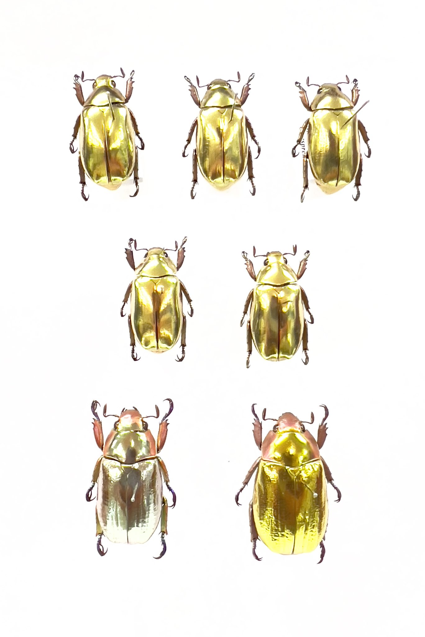 破格一点限り レア 超赤クリサルギレアプラチナコガネ 昆虫標本 超希少 