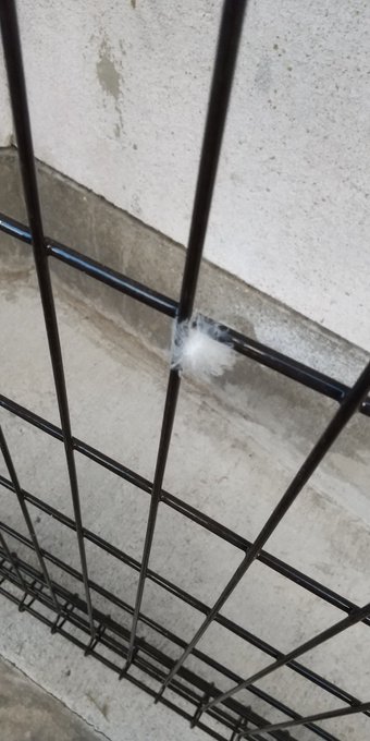 ケセランパサランが死んでる? 