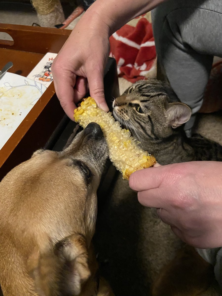 DekkerJen's tweet photo. @AdamParkhomenko Sharing a cobb. https://t.co/PQ96FobmJC