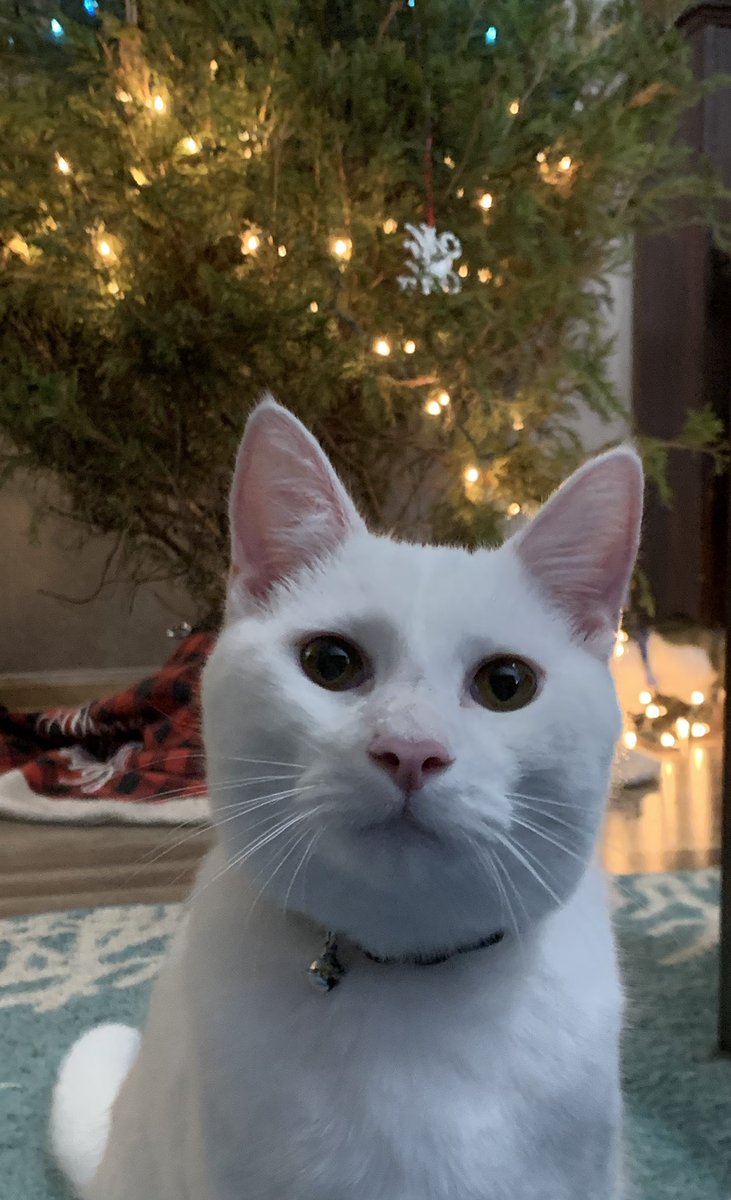 bibyboots's tweet photo. Hey dudes! We’re #LIVE for another #WarzoneWednesday ! Come join us at https://t.co/FsN4YqxTZq as we go for some dubs!
The humans are gonna attack #Krampus like I’m about to attack this #ChristmasTree, #GhostOut.
#Warzone #CoD #CallofDutyWarzone #CallofDuty https://t.co/qUKVJeRxoy