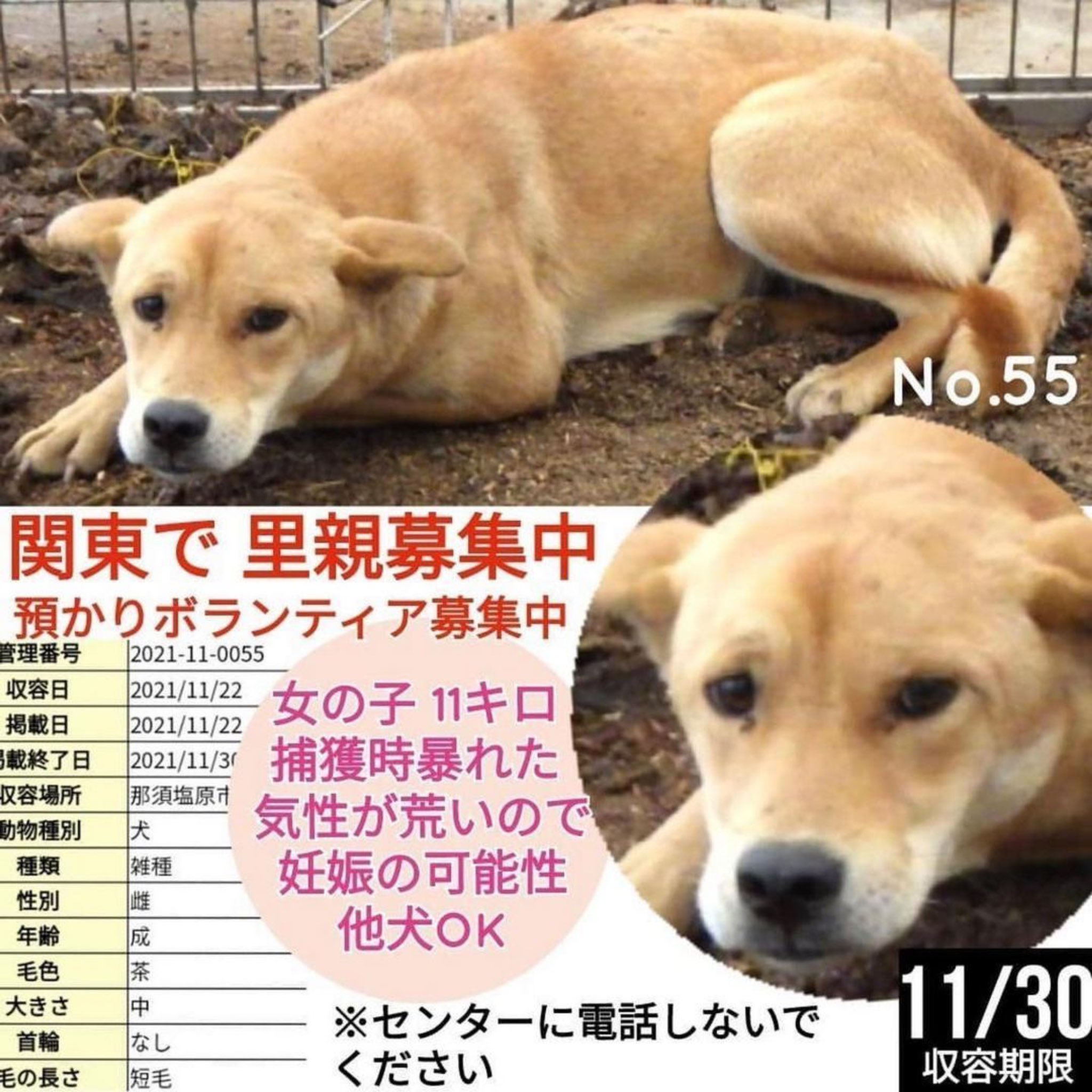 大タコちゃん 迷子犬 迷子犬情報 群馬県 群馬県迷子犬 里親募集中 里親募集犬 里親募集 保護犬を家族に迎えるという選択肢 家族 栃木県 ボランティア ボランティア募集 預かりボランティア ボランティア募集中 野犬 T Co
