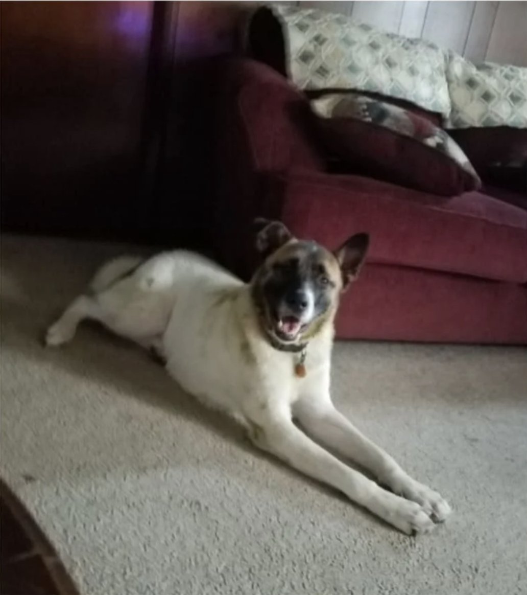 MeganFoxWriter's tweet photo. Why is @AACAnmlCareCtrl going to kill these dogs on hearsay statements when there is evidence the coyote killed Big Boy the cat? #FreeOdinAndLucy #TrueDogCrime https://t.co/DfGa6Udqoa