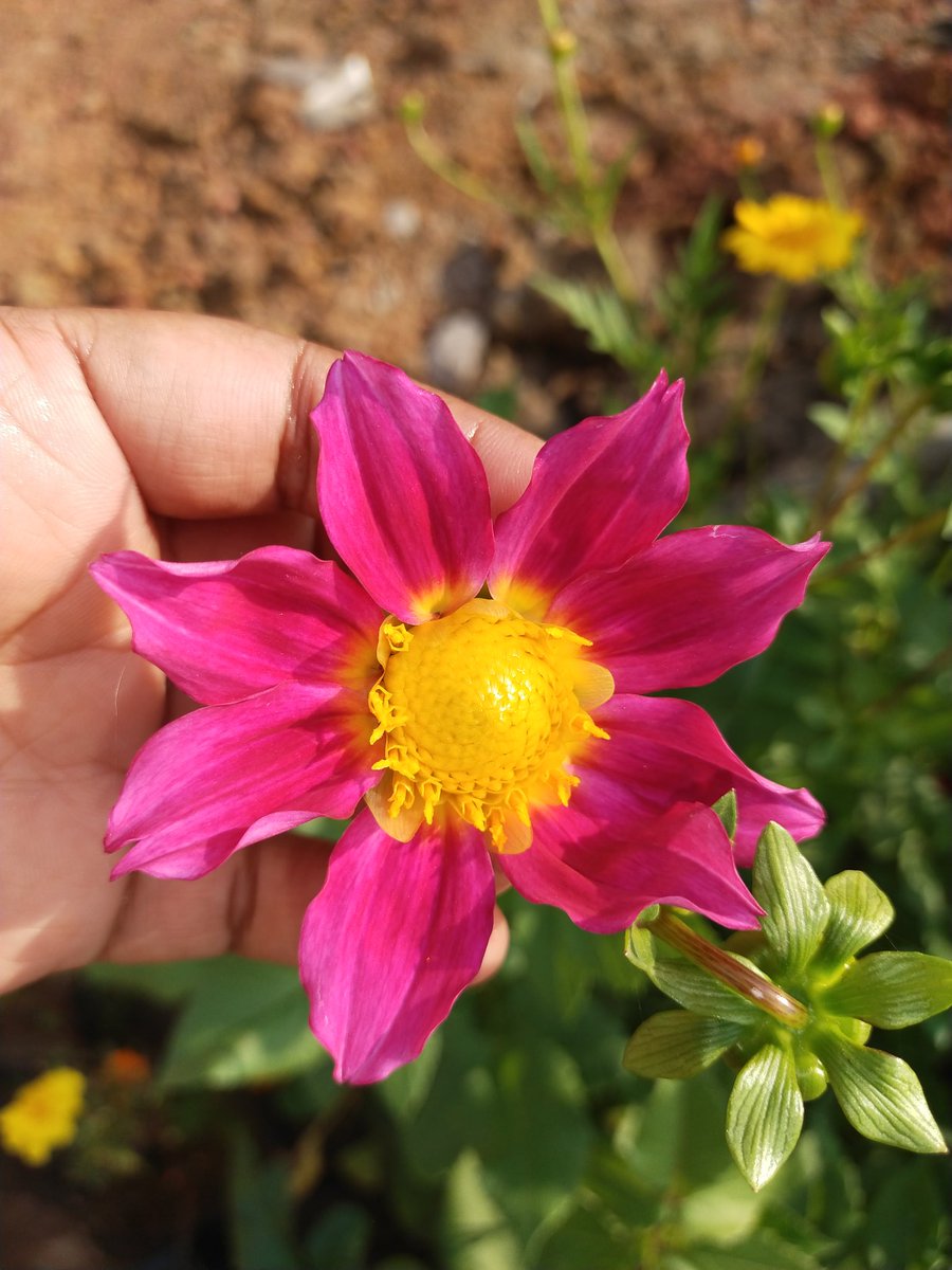 Smruti_Dream's tweet photo. My #Dalhia #Flowers #winterflower #nature #Colors #pottedplant #plant #Bhubaneswar they are blooming happily in my garden. Feeling blessed 🥰 https://t.co/zrujv31Lfs