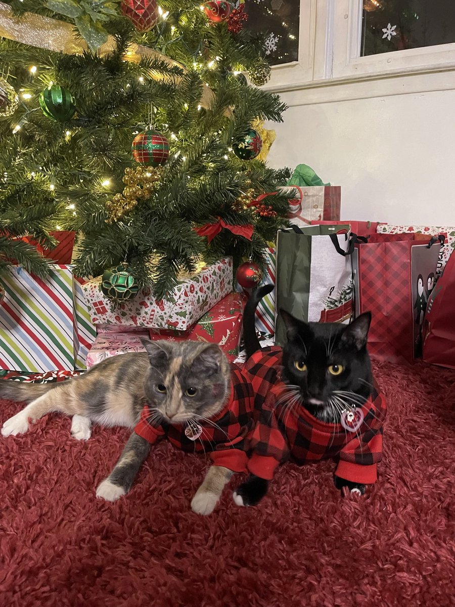 Kathyyx_'s tweet photo. mis bebés ❤️🎄 #CocoPuff https://t.co/RTkBCrhoxV