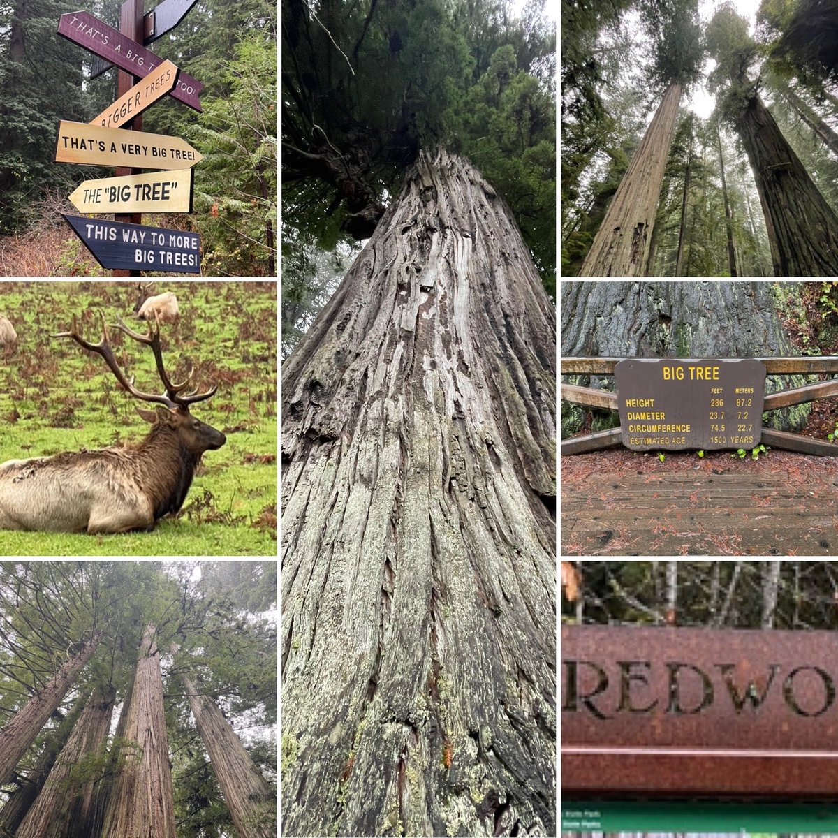 Yup. Very BIG trees. Lots of them. Old growth. And super beautiful. #RedwoodNationalPark