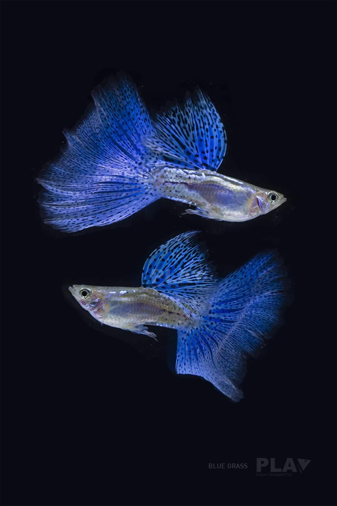 グッピー太郎 Guppy Taro Twitter