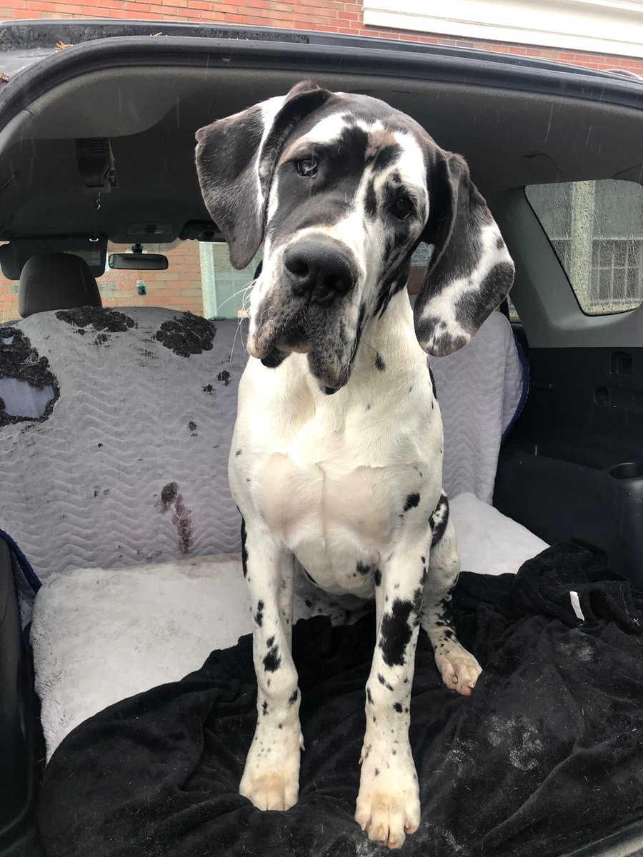 Sweet Moria stopping in to say happy Thursday evening @servicedogproject @dogblessyou #exploreorg #servicedogproject #dogblessyou  #servicedog #servicedogs #greatdaneservicedog #greatdane #greatdanesh #balance #balanceandmobility #balancedog