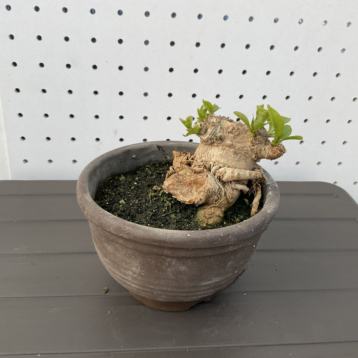 セール115 海外 PETテープ マスキングテープ