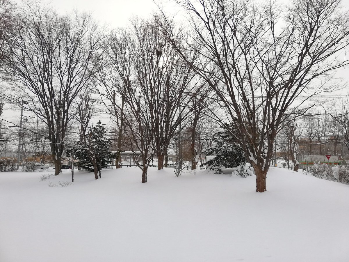 feelgoodcom's tweet image. おはようございます
朝方に大雪が降ったんでしょうか?
朝家出たら、全く除雪入ってない😱ﾉｵｵｵ!!
膝までの雪をこぎ、獣道を通って出勤、事務所前の雪をｴｯｻｶﾎｲｻ除雪しまくって、ようやく一息中☕です😅💗腰ｲﾀｰ
#札幌の朝
#イマソラ