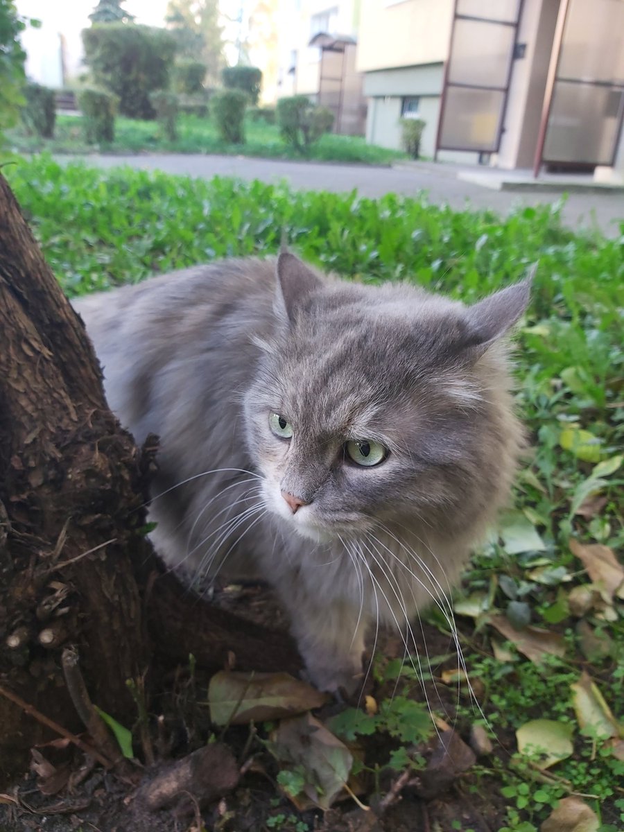 Nira :3 tweet media