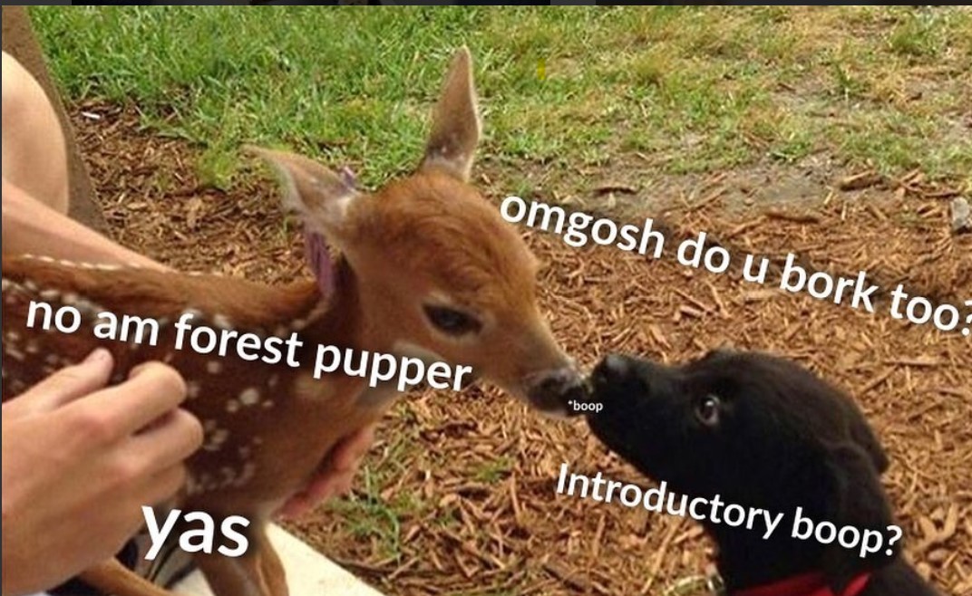 When a doggo pupper meets his 1st forest pupper, the universal greeting works...
 👇BOOP❤️👇

(Doggosbeingdoggos IG) #dogs #Animals #Forestfriends