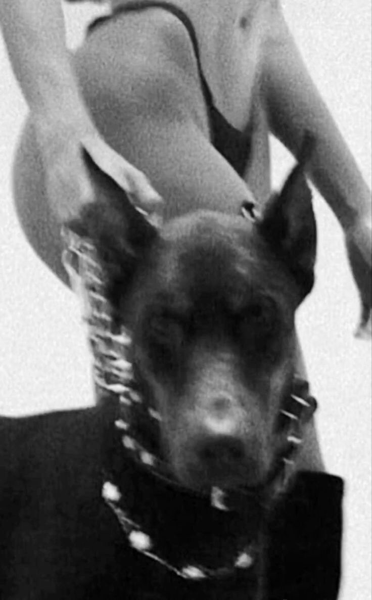 — 𝙑𝙀𝙉𝙀𝙕𝙄𝘼 (@whoielotofcrazy) on Twitter photo 