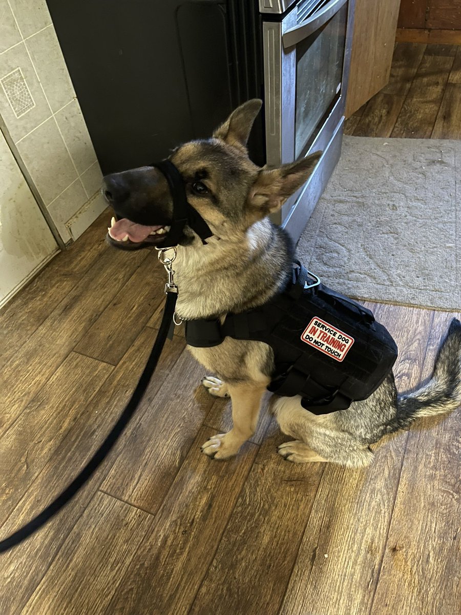 Moonlit Hare tweet media