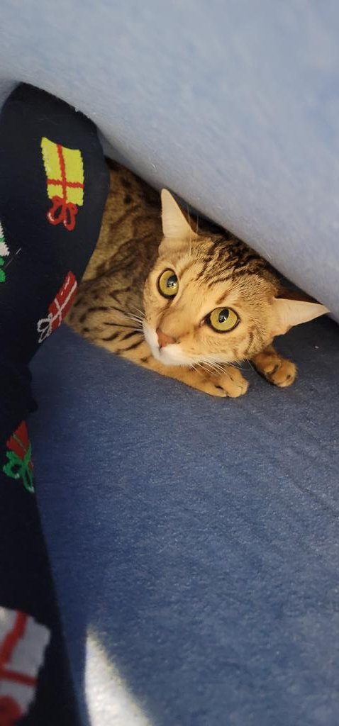 Stonz_camp's tweet photo. Meownight π Den time. All of our shopping is finally done, yay! I hope everyone is getting ready for a fabulous #Christmas π and a #happynewyear2022 π So until tomorrow be safe sleep and meow well π»ππ»...
#CatsOnTwitter #cats #bengalcat #meowpositive2021 https://t.co/VCbCCVNsHm