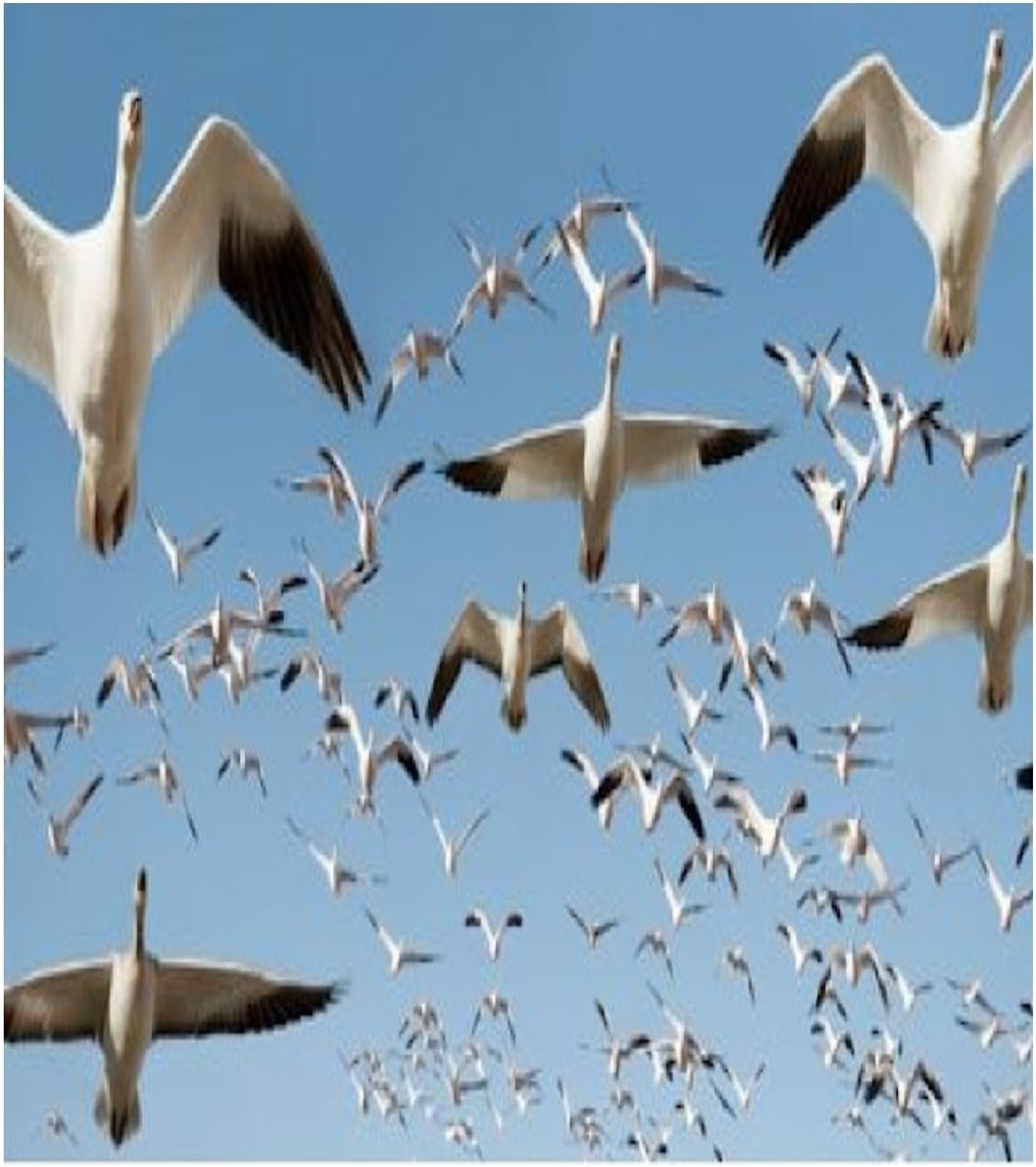 badnocs's tweet photo. Billions of birds👍yes Billions die each year from collisions with tall glass buildings, communication towers and power lines – a gobsmacking toll that's expected to increase as cities grow outwards and upwards
#SaveBirds
#PreserveNature
#StopUrbanization
#Skyscrapers https://t.co/ZD52Knnx72