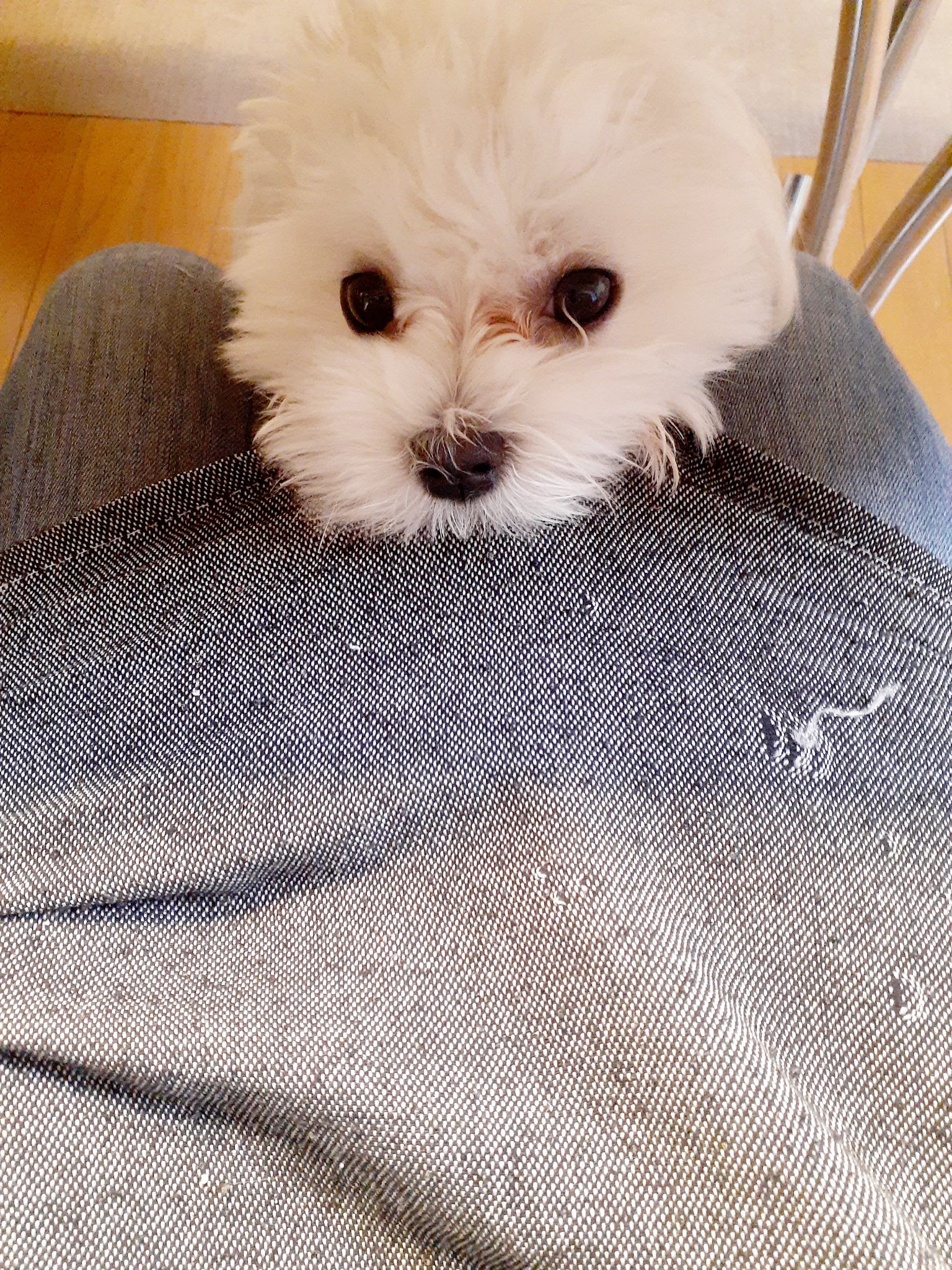 マルチーズ🌟moko🌟 (@_mokomama_) / Twitter マルチーズ🌟moko🌟 (@_mokomama_) / Twitter