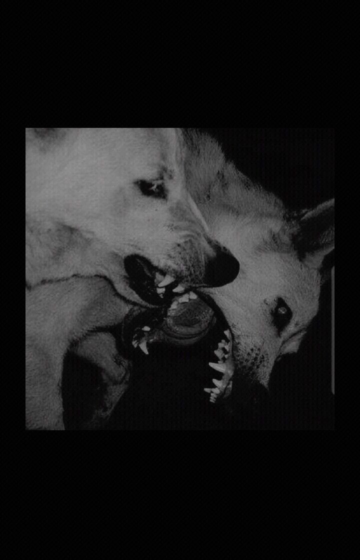 reyheybae's tweet photo. My babies 🥰 #hellhounds https://t.co/mCFct3eNlA