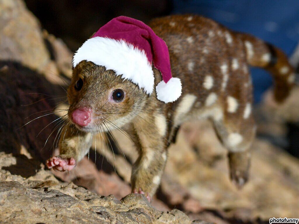 tim_ecology's tweet image. Wishing everyone a safe and #quolly holiday!