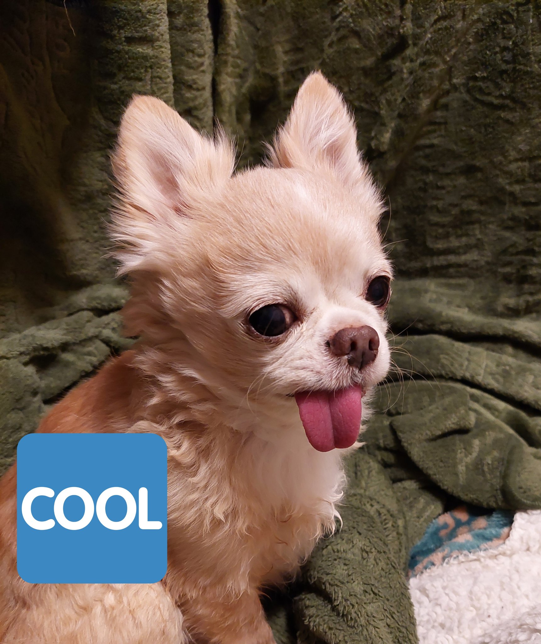 チワワのななほ チワワのななほです 今朝のななほ 舌出てます 普通です Chihuahua チワワ 犬のいる暮らし 犬好きさんとつながりたい 癒し系 癒し ロングコートチワワ T Co Ikjlospwvg Twitter