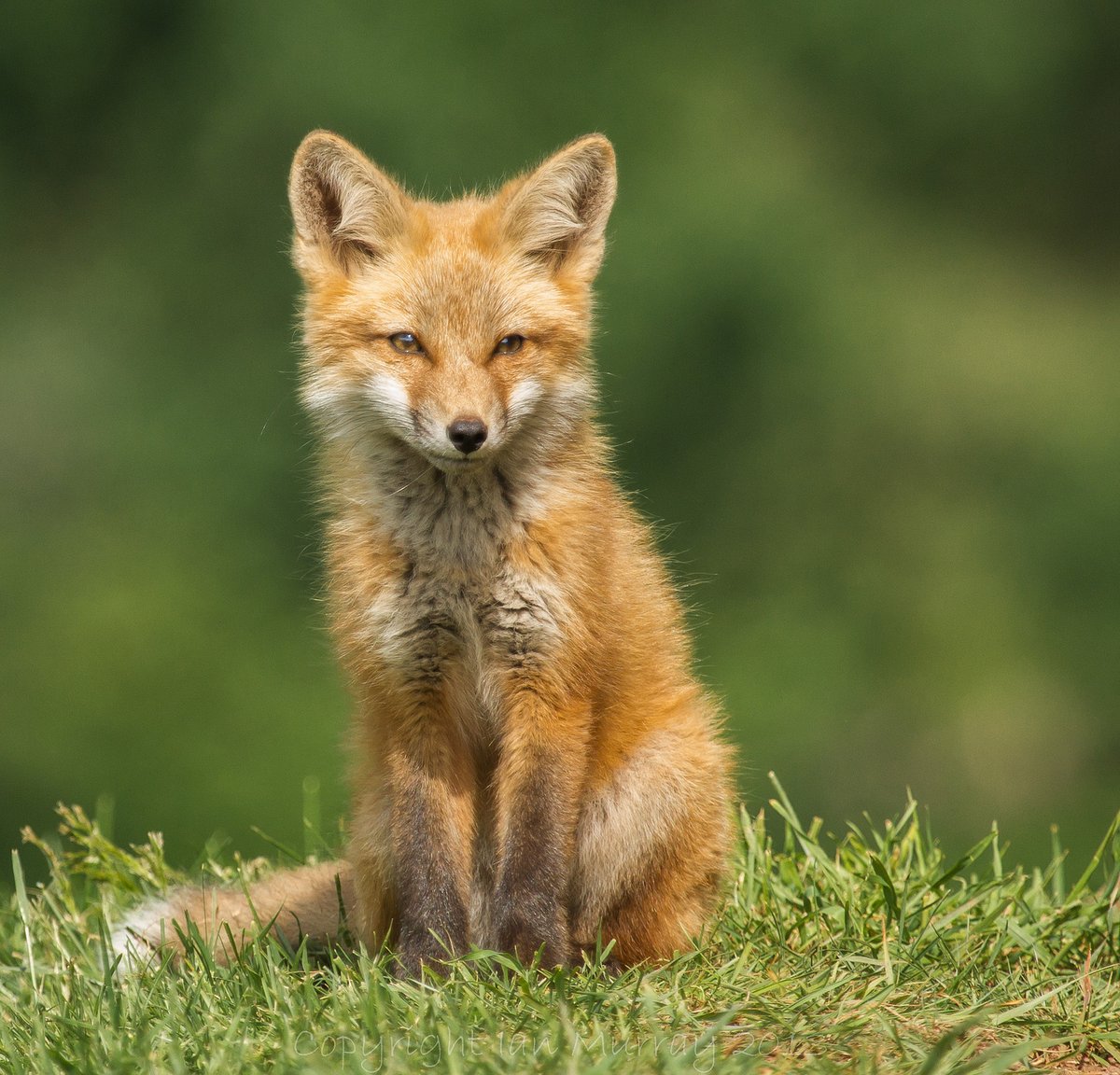 hourlyfoxes's tweet photo. HourlyFoxes presents: https://t.co/BbFB4PKtIV