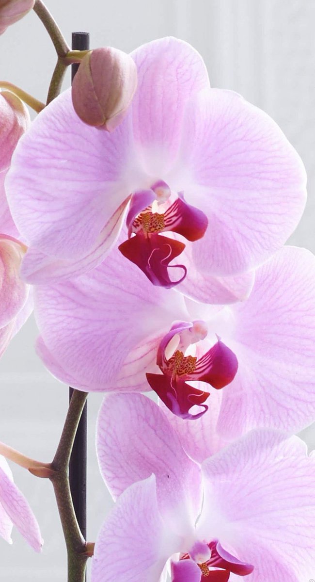 орхидея phalaenopsis. орхидея фаленопсис розовый. орхидея фаленопсис розовый. орхидея фаленопсис розовый. орхидея фаленопсис алексия.