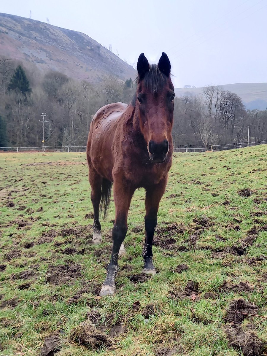 BeckyBrisbourne's tweet photo. Today I said goodbye to the legendary Adobe, a horse that has been in my whole life and my childhood was absorbed by him winning races and being the back bone of yard for so many years. He raced 164 times and won 17 races with a total prize money of £112,000. https://t.co/05AhV7RWja