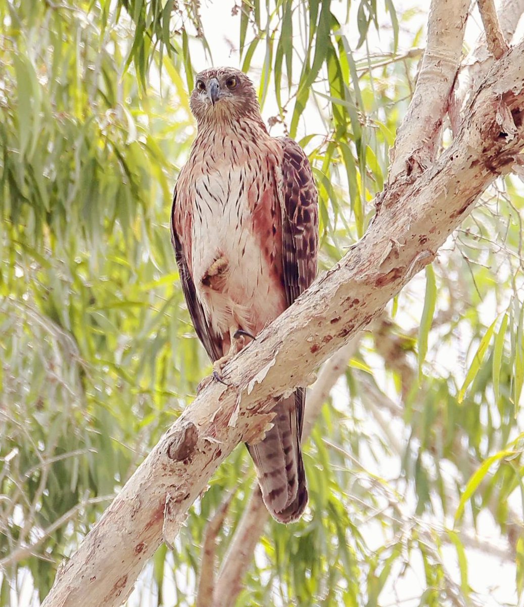 Well it took hiking 19km up an exposed sandstone gorge in the tropical heat of the Northern Territory but it was totally worth it to see this beautiful #RedGoshawk female and her young recently fledged from the nest #WildOz
