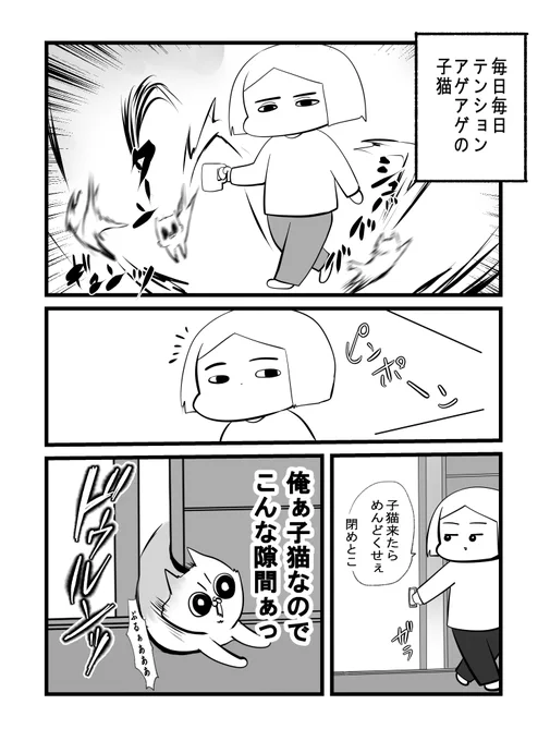 猫被り猫 