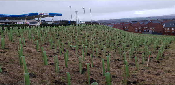 The Evergreen Fund is planting 17,803 native trees and shrubs for our Consett tree planting scheme for the Tesco National Tree Planting Project. Approximately 75% of the 100,000 trees have now been planted!
<a href="/tesconews/">Tesco News</a> 
#biodiversity #sustainability #landmanagement #GreenGains
