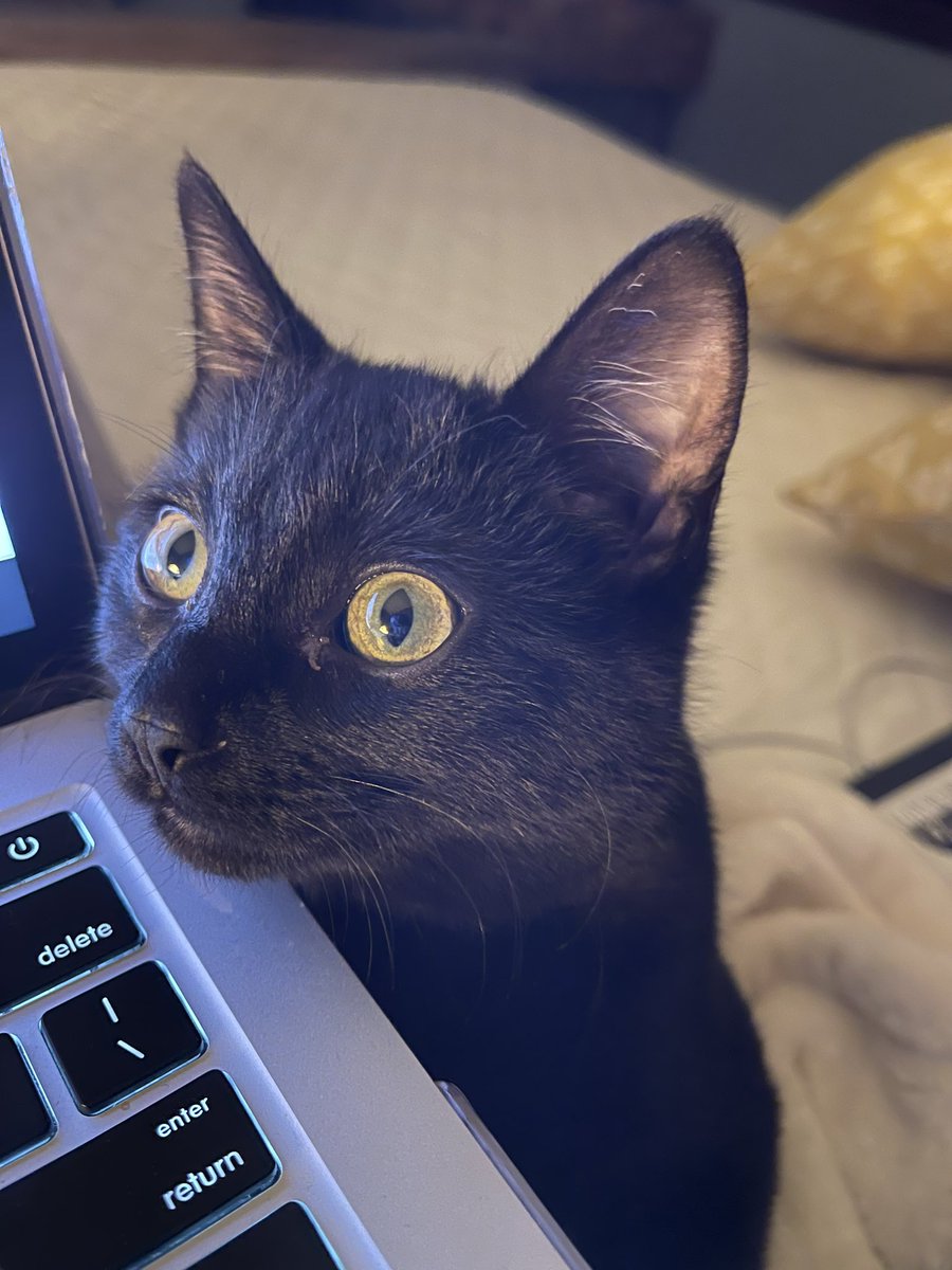rat__trash_'s tweet photo. My favorite activity is taking pictures of Salem just existing and thinking they’re works of art https://t.co/wjkImzsDWH