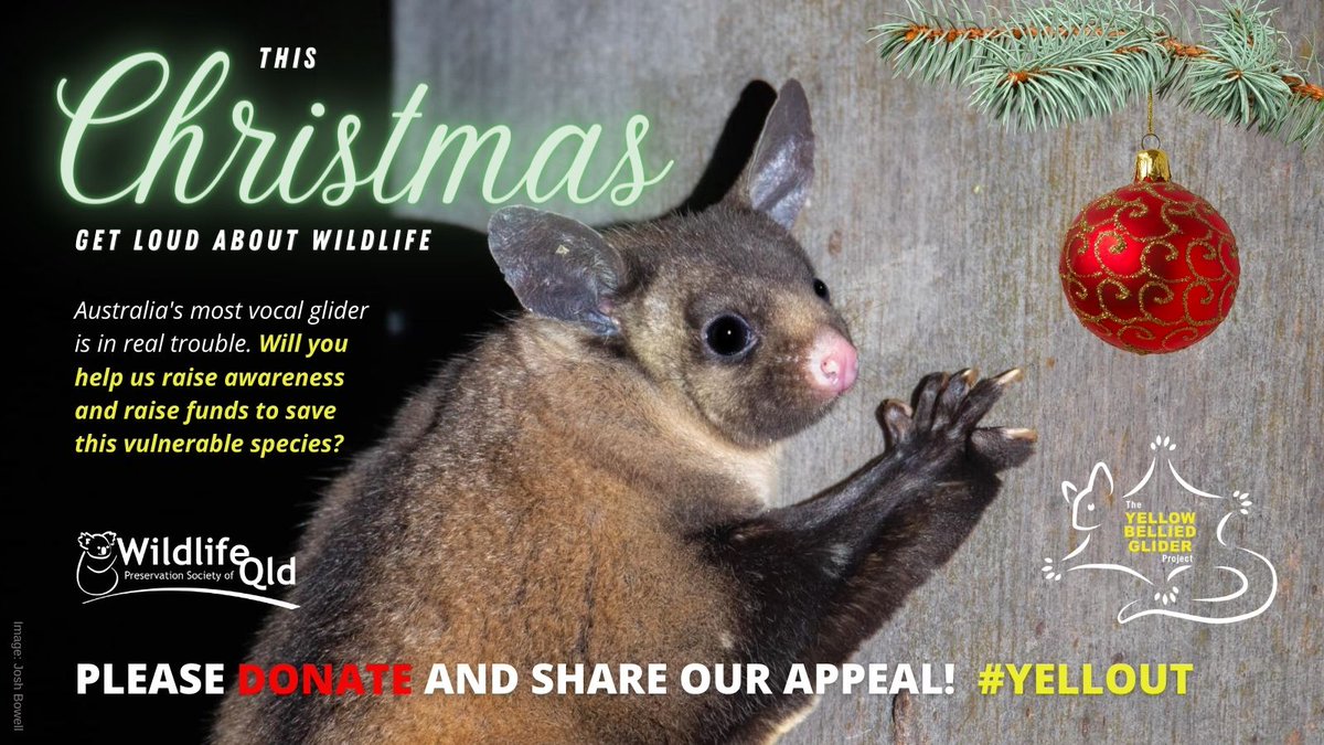 WildlifeQLD's tweet photo. Yell out for the yellow-bellied glider this Christmas! π£π
A donation made in a loved one's name makes a wonderful last-minute gift for that hard-to-buy-for naturalist or minimalist in your life.
DONATE NOW π https://t.co/9IDWLFduCU
#yellout https://t.co/V4XeTBVRQG