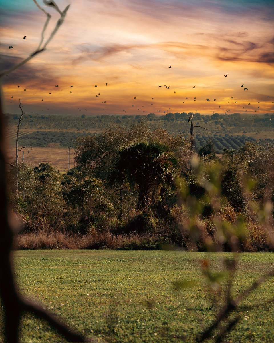 MarkGraysonPho1's tweet photo. @BraydenCreation Florida woodlands <3 https://t.co/ydxI6040qA