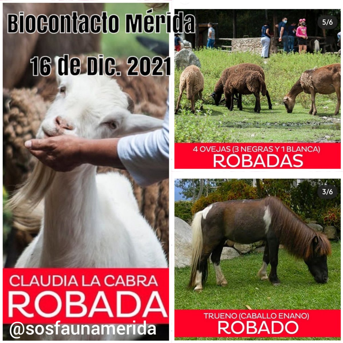 te dejamos las formas en que puedes ayudarnos:
Enviando información a través del formulario en la pagina web biocontacto.org/denuncia
En Twitter tuiteando o retuiteando usando el HT #AnimalesDeBiocontacto ayúdanos difundirlo a nivel nacional
Compartiendo este y los post anteriores