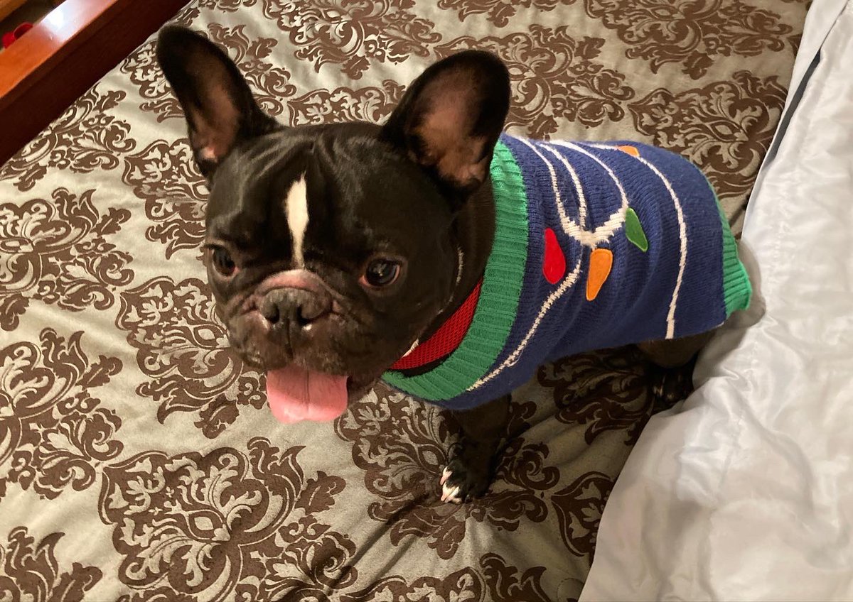 Jhawk96's tweet photo. 12 days of sweaters, lol!  #AdonisTheFrenchie is ready Christmas. #LFKpets #PetsLFK #dogsofLFK #frenchie #frenchbulldog https://t.co/sPTzOVVYbb
