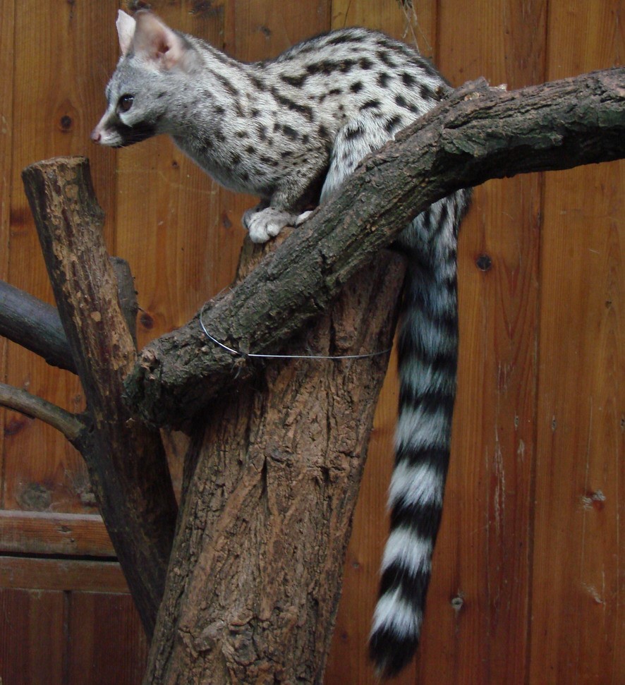 Пятнистая генетта. Обыкновенная генетта. Африканская пальмовая циветта. Генетта. Эфиопская генетта.