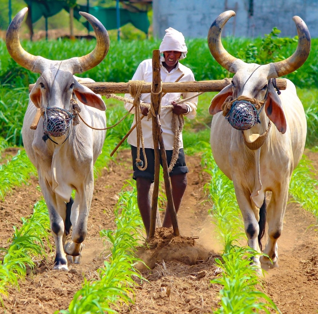 AdityaRaj013's tweet photo. बिना रुके- बिना थके हर मौसम पसीने से फसले सीचने के लिए शुकिया !
 Happy Farmers Day❣️ https://t.co/NTOw6FmVuL