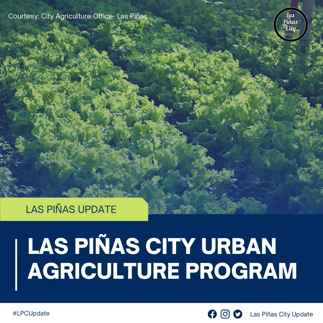 pinas_city's tweet photo. LAS PIÑAS CITY URBAN AGRICULTURE PROGRAM 🌱
Sariwang Gulay para sa Noche Buena ngayong kapaskuhan mula sa ating itinayo na Urban Agriculture Garden sa Castillan Classic sa Barangay Talon Dos.
#LPCUpdate #OurHome #TuloyAngSerbisyo
#LasPiñeroDisiplinado #PlantPlantPlantProgram https://t.co/FelXW52vIl
