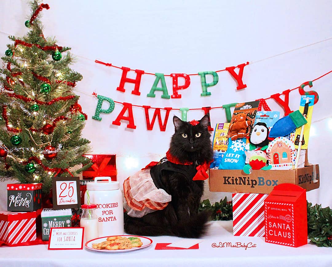 LilMissBabycat's tweet photo. #MerryCatmas! #Catmas is almost here..I finished my letter to Sandy Claws&amp; I'm getting the catnip cookies &amp;milk for ready! Give your good little kittens a monthly gift with a KitNipBox filled with toys &amp; treats!Don't forget to use my code BABYCAT15 to save 15%!
#HappyMeowlidays https://t.co/cDqyWJPX2D