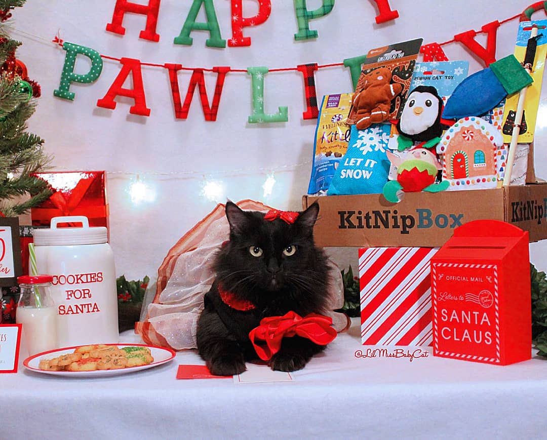 LilMissBabycat's tweet photo. #MerryCatmas! #Catmas is almost here..I finished my letter to Sandy Claws&amp; I'm getting the catnip cookies &amp;milk for ready! Give your good little kittens a monthly gift with a KitNipBox filled with toys &amp; treats!Don't forget to use my code BABYCAT15 to save 15%!
#HappyMeowlidays https://t.co/cDqyWJPX2D