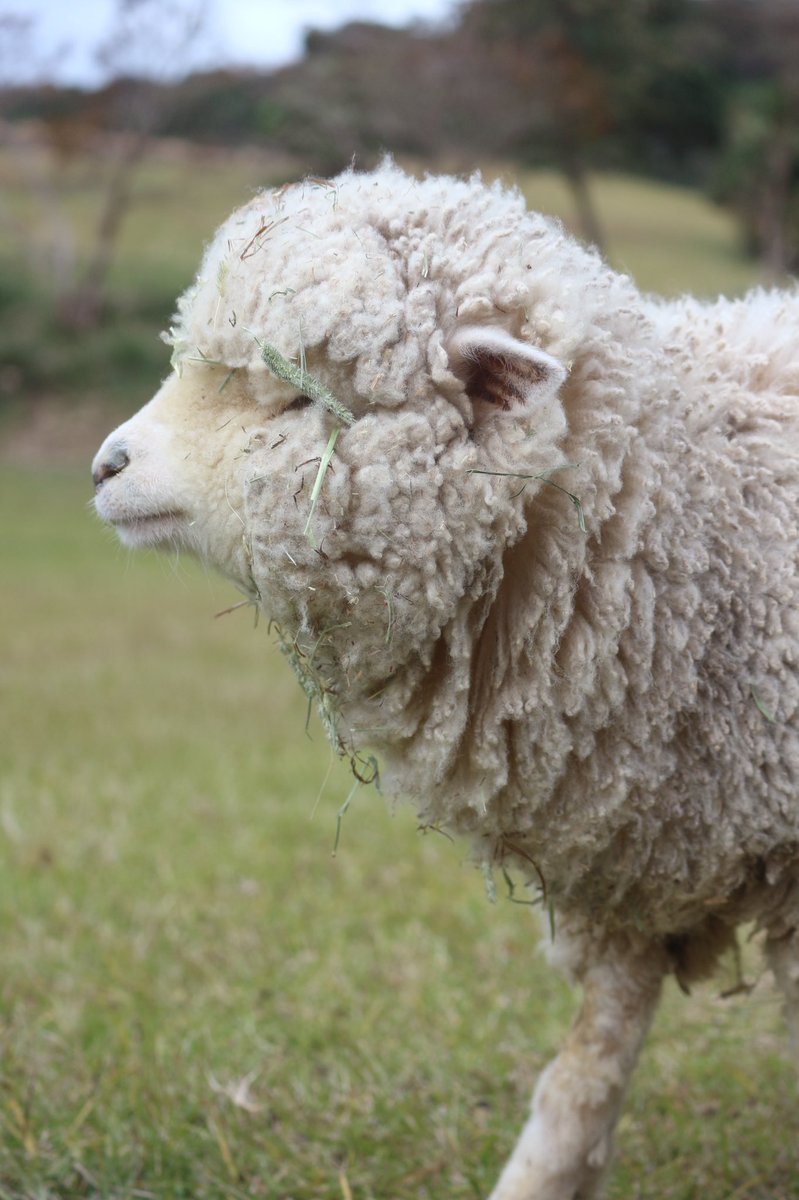 淡路島にいるヒツジのひまりちゃんはいつも草まみれで癒される 顔がｗ 絵本から抜け出てきた Togetter