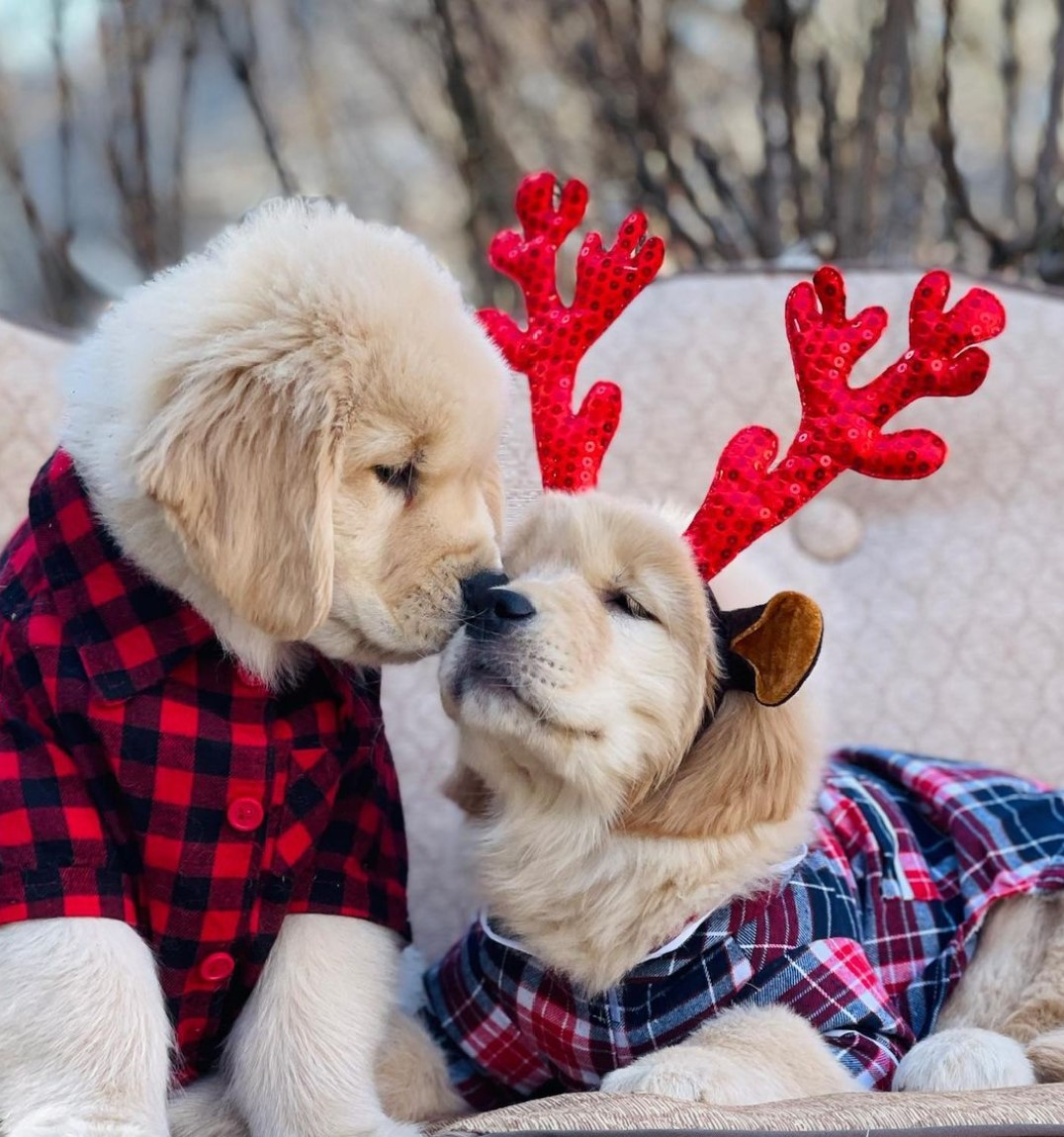 Good Morning from the Golden Retriever Channel.    The first Christmas 👇🎅boop will never be forgotten. Enjoy it puppers

#Dogs #Christmasathome #cutenessOVERLOAD 
(Golden.Mylokin IG)<- follow